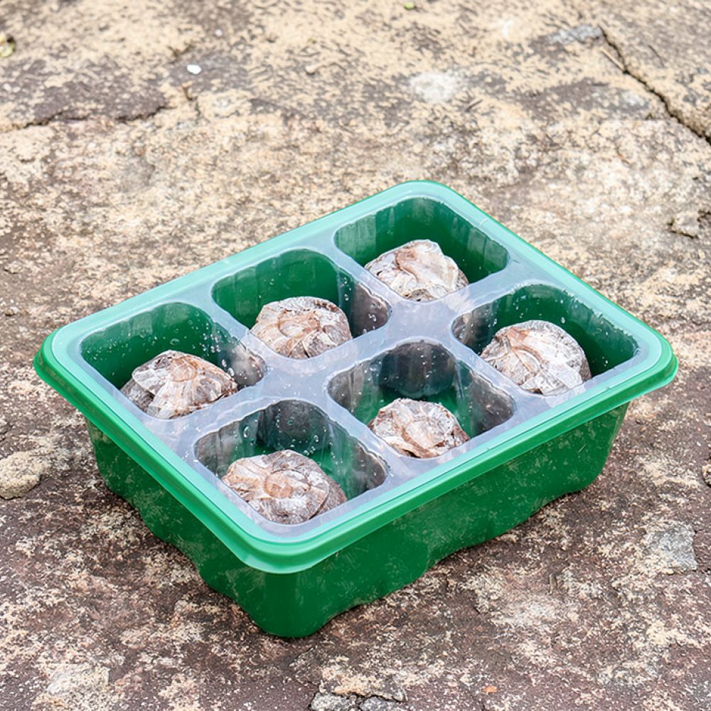 Bandeja de germinação com cúpu - Propagation Tray Dome avaliação e preço